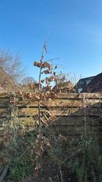 Eikenboom, Tuin en Terras, Planten | Bomen, Bloeit niet, Overige soorten, 250 tot 400 cm, Ophalen