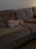 Prachtige dekreu, Reu, Parvo, Eén hond, 3 tot 5 jaar