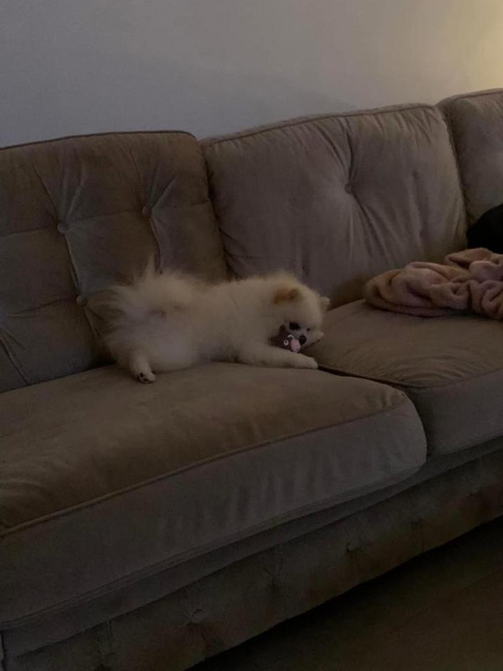 Prachtige dekreu, Dieren en Toebehoren, Honden | Dekreuen, Reu, Particulier, Eén hond, Nederland, 3 tot 5 jaar, CDV (hondenziekte)