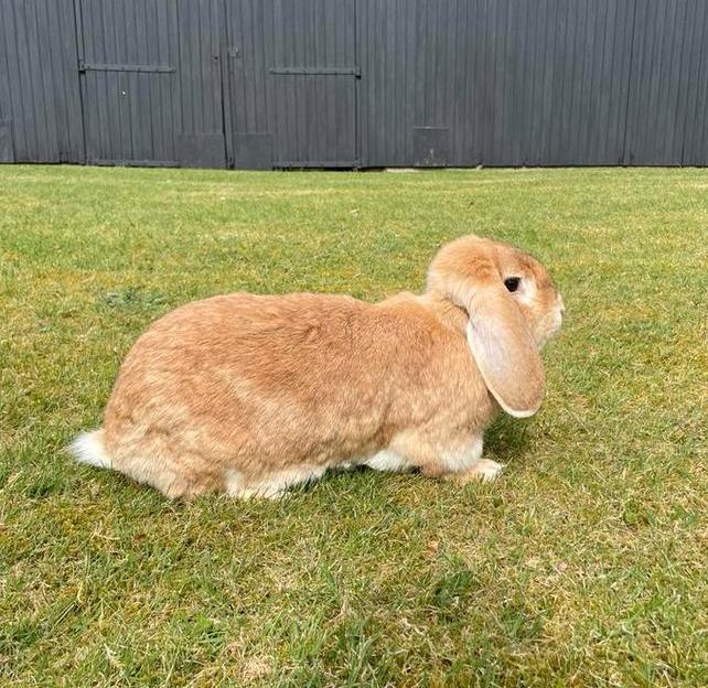 Volwassen franse hangoren, gevaccineerd, Dieren en Toebehoren, Meerdere dieren, Groot, Hangoor, 0 tot 2 jaar