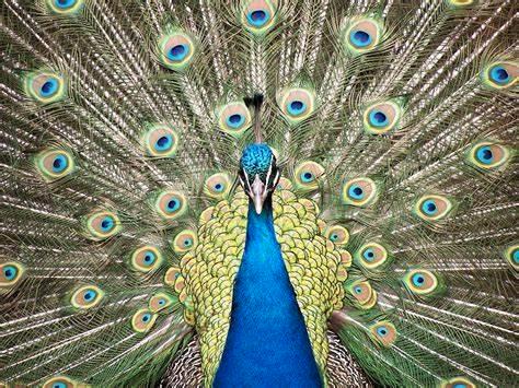 Mooie, decoratieve, blauwe Pauwveren, staartveren, Huis en Inrichting, Woonaccessoires | Overige, Nieuw, Ophalen of Verzenden