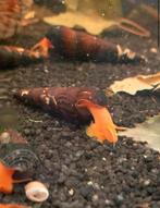 Tylomelania Golden - Oranje olifantslak - slakken - slak, Dieren en Toebehoren, Slak of Weekdier, Zoetwatervis