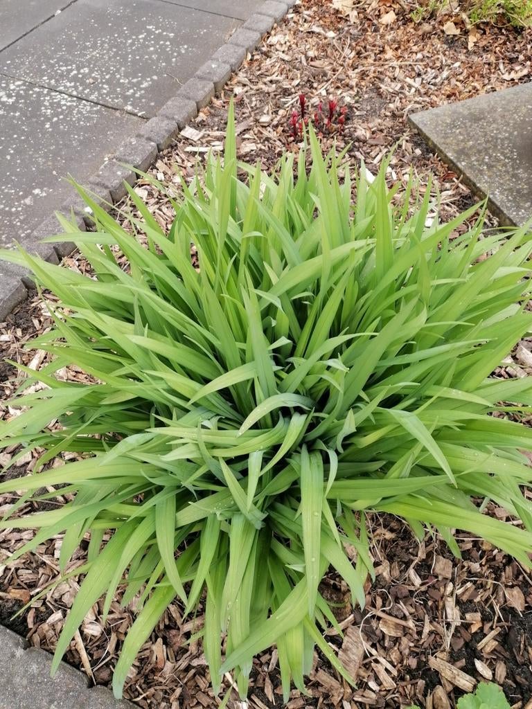 Oranje lelie stekken, Ophalen