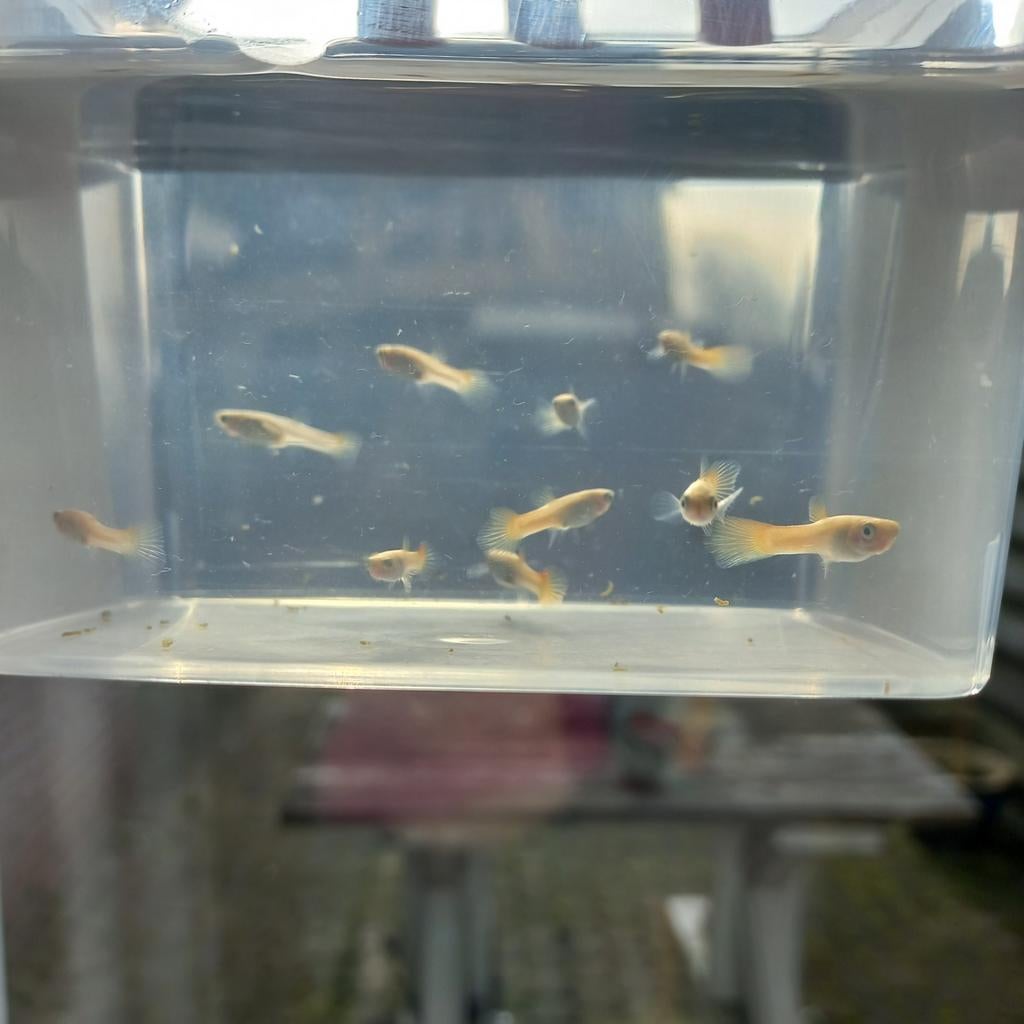 6 jonge guppy's, Dieren en Toebehoren, Vissen | Aquariumvissen, Vis