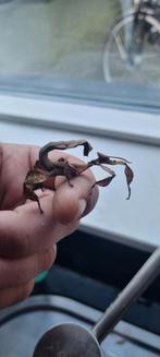 Wandelende takken psg 9, Dieren en Toebehoren, 0 tot 2 jaar