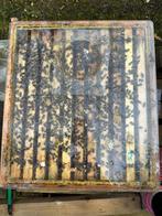 Bijenvolken Carnica F1, Bijen