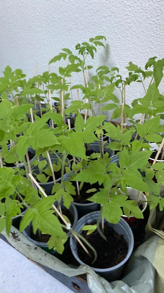 Tomatenplantjes ( roma), Ophalen, Eenjarig, Groenteplanten, Volle zon