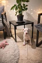 Prachtige Amerikaanse Stafford Pup, België, Particulier, 8 tot 15 weken, American Staffordshire Terriër