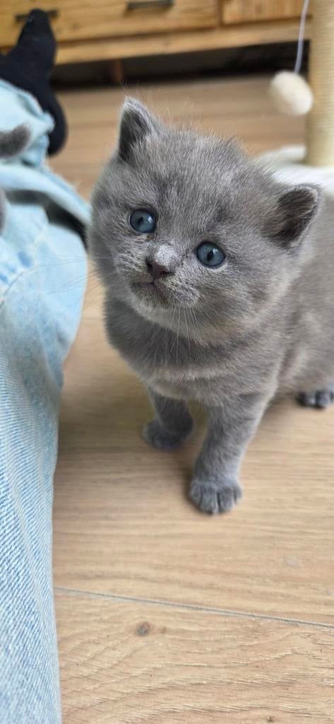 Brits korthaar poesjes, Dieren en Toebehoren, Poes, Ontwormd