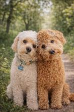 Mini poedel x Cockapoo, Parvo, 8 tot 15 weken, Meerdere, Meerdere dieren