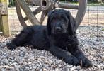 LAATSTE KANS Labradoodle x  Bloedhond / Zwitserse Sennen pup, Dieren en Toebehoren, Parvo, 8 tot 15 weken, Meerdere, Meerdere dieren