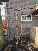 Appelboom, Ophalen, Lente, Volle zon, Appelboom