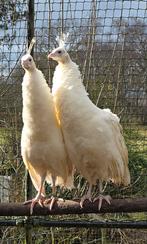 2 witte pauwen te koop, Dieren en Toebehoren