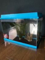 Goudvis met bak/kom, Dieren en Toebehoren