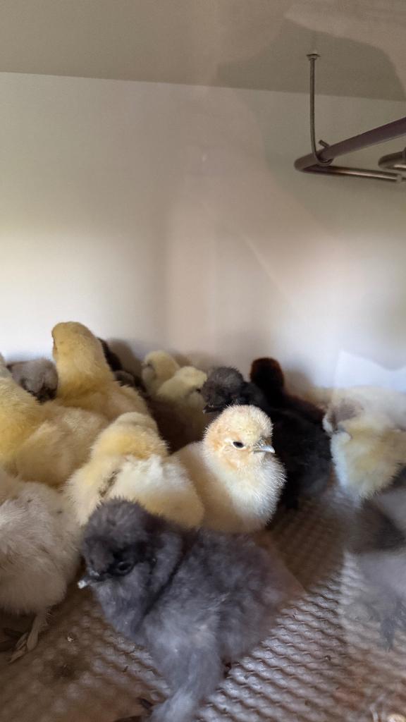 USA zijdehoender kuikens (95% hengarantie), Dieren en Toebehoren, Pluimvee, Vrouwelijk, Kip