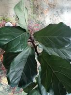 XXL FYCUS LYRATA VIOOL PLANT 175X100 CM INCL MOOIE MAND, Ophalen, Ficus, Halfschaduw, 150 tot 200 cm