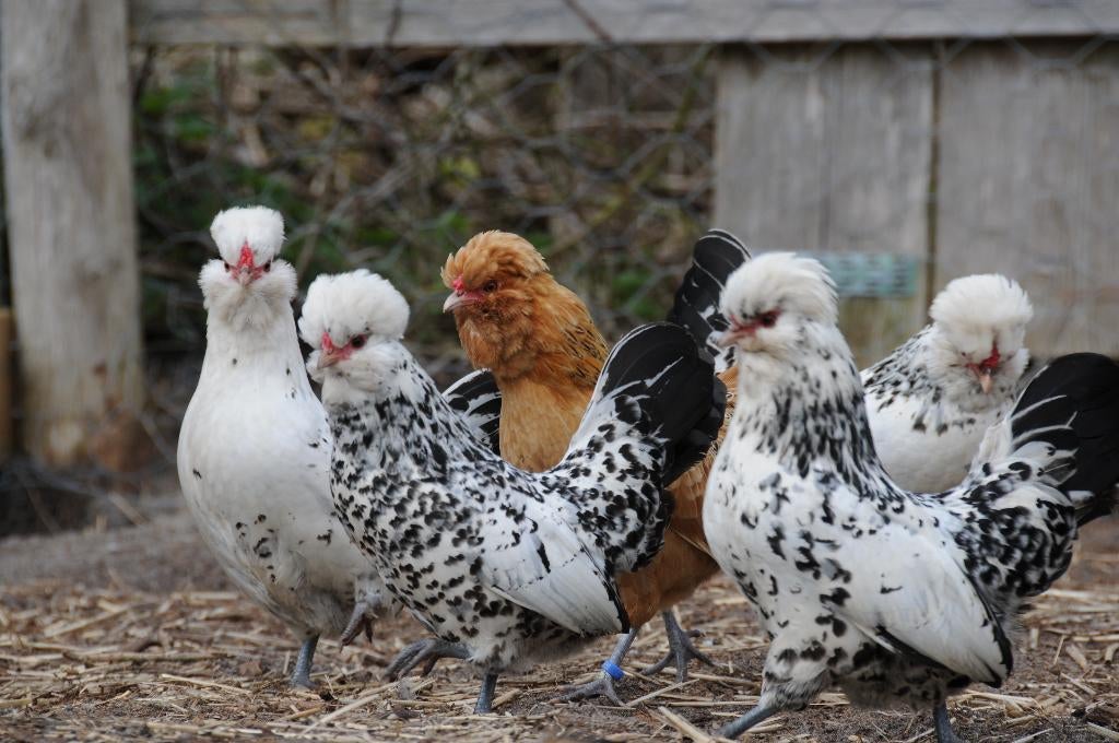 Watermaalse baardkriel broedeieren, Dieren en Toebehoren, Geslacht onbekend, Kip