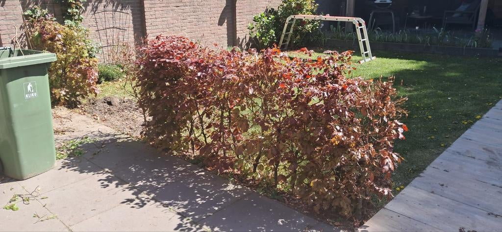 Rode beukenhaag, Ophalen of Verzenden, Volle zon
