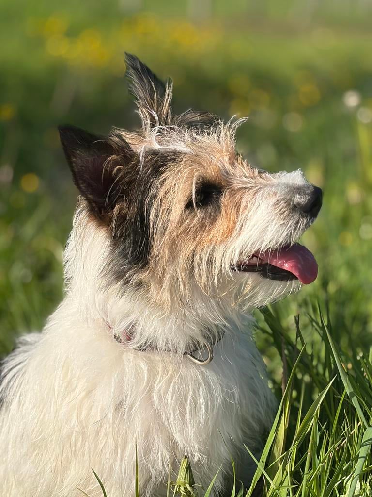 Dekreu gezocht!, Jack Russell Terriër, Reu, 1 tot 2 jaar, Parvo