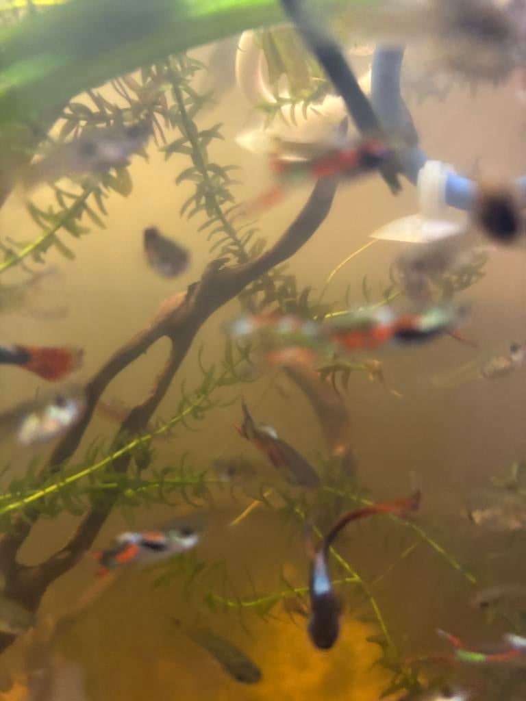 Endler guppen, Dieren en Toebehoren, Vissen | Aquariumvissen, Vis