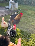Serama haantje. Erg mooi en lief karakter, Dieren en Toebehoren, Ophalen, Kippenhok of Kippenren