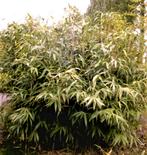 Woekerende bamboe  vanaf 10 euro per pot, Tuin en Terras, Ophalen, Volle zon, Vaste plant, Siergrassen