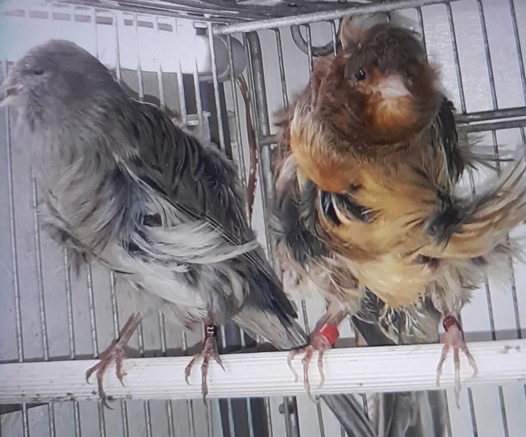 Koppel  kanarie, Meerdere dieren, Kleurkanarie