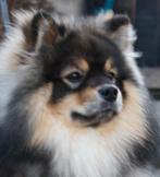 Teddy DOG, Dieren en Toebehoren, Keeshond, Reu, 1 tot 2 jaar, Parvo