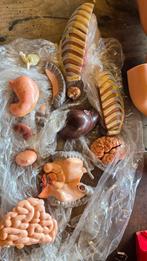 Anatomie pop, Ophalen of Verzenden, Zo goed als nieuw