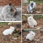 Prachtige raszuivere Teddy dwerg konijntjes, Dieren en Toebehoren, Konijnen, Meerdere dieren, Dwerg, 0 tot 2 jaar