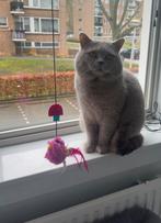 Britse korthaar dekkater lilac + dekkingsgarantie, 3 tot 5 jaar