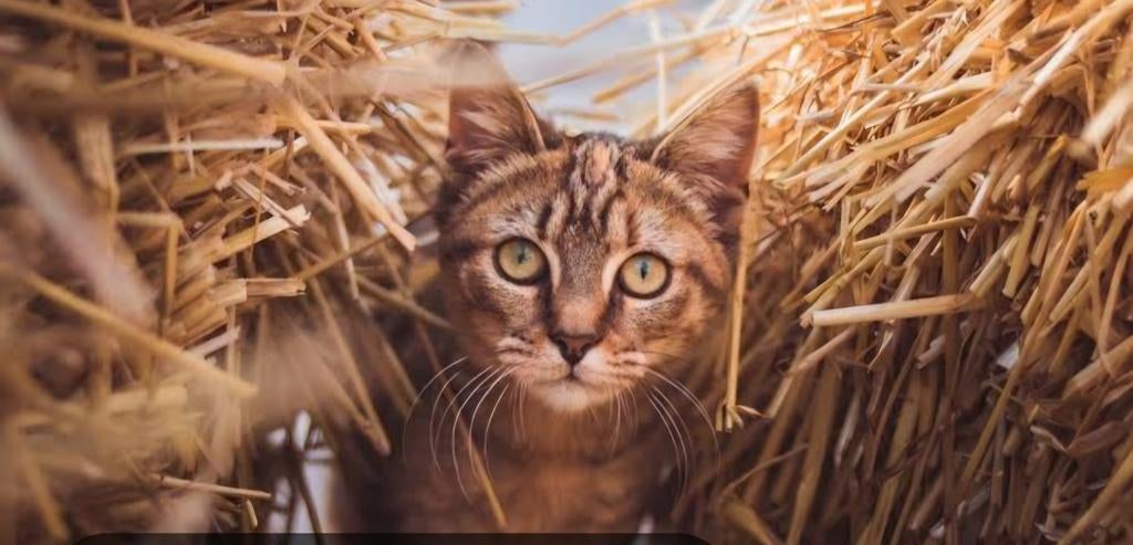 Boerderij kittens gezocht