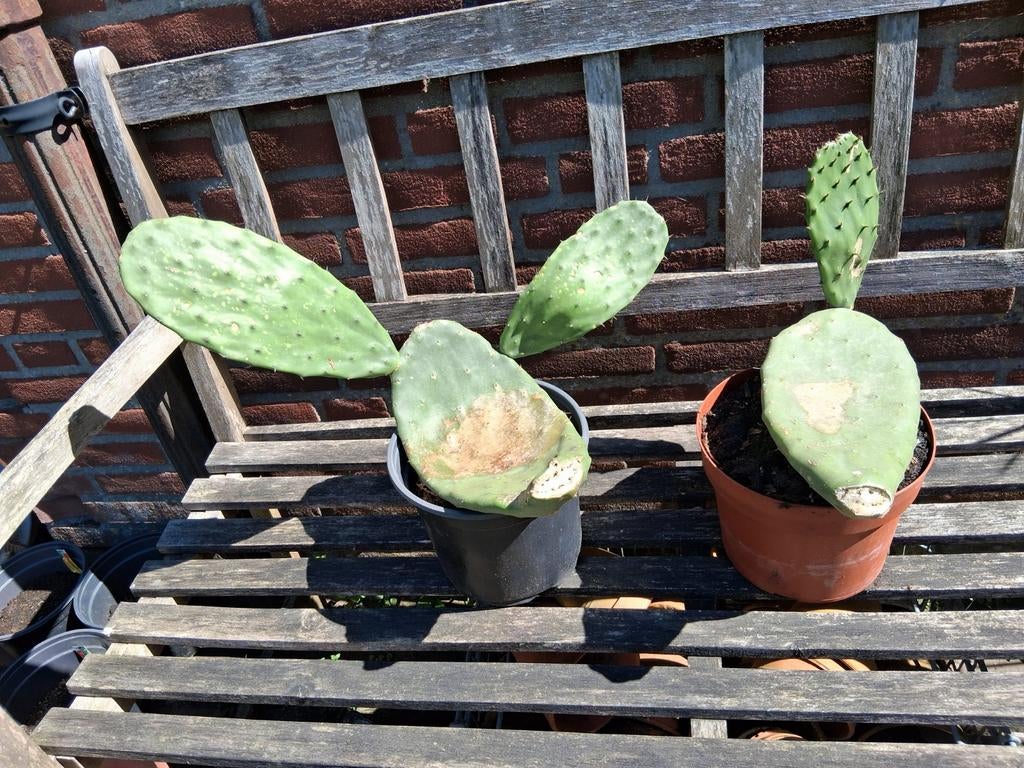 Vijgcactus schijfcactus opuntia ficus indica, Ophalen of Verzenden, Overige soorten, Volle zon