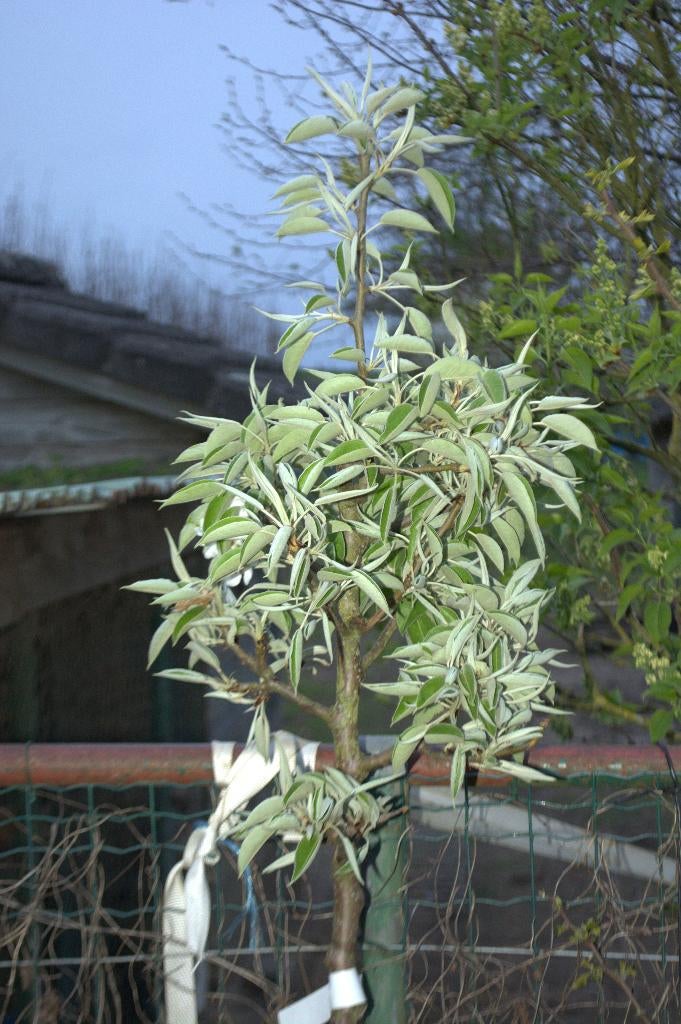 Pyrus Gieser Wildeman (Stoofpeer), Ophalen, Lente, Volle zon, 100 tot 250 cm