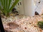 Hoplisoma knaacki nakweek(corydoras), Vis, Zoetwatervis, Schoolvis
