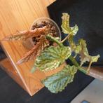 Begonia avalanche stek nr 54, Ophalen of Verzenden, Halfschaduw, Minder dan 100 cm