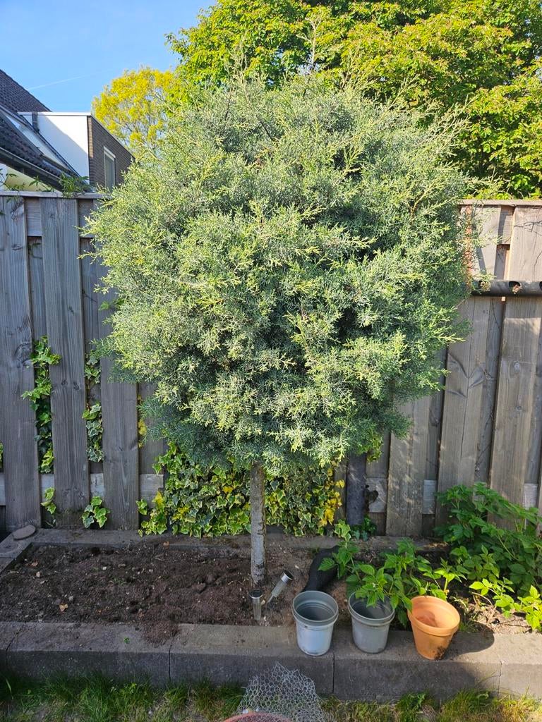 Carolina Sapphire Cipres - Prachtige Blauwgroene Conifeer, Tuin en Terras, Planten | Bomen, Bloeit niet, Overige soorten, 100 tot 250 cm