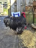 Broedeieren orpington groot blauw gezoomd en kuikens, Dieren en Toebehoren, Meerdere dieren, Kip