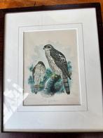 Handgekleurde Litho Sperwer, Ophalen of Verzenden