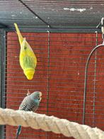 Bewezen koppel grasparkieten te koop, Dieren en Toebehoren, Vogels | Parkieten en Papegaaien, Meerdere dieren, Parkiet