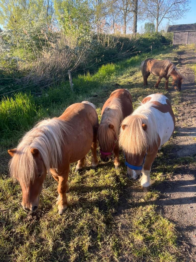 4 Shetlander merries, Mei, Vrouwelijk
