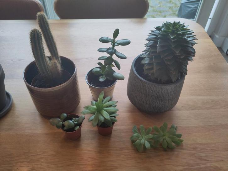 Planten - gratis ophalen!, Huis en Inrichting, Kamerplanten, Minder dan 100 cm, Groene kamerplant, Volle zon, In pot, Ophalen