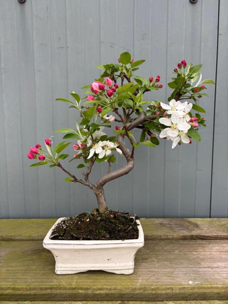 bonsai, Tuin en Terras, Planten | Bomen, Overige soorten, Minder dan 100 cm, Halfschaduw, Lente, In pot, Ophalen