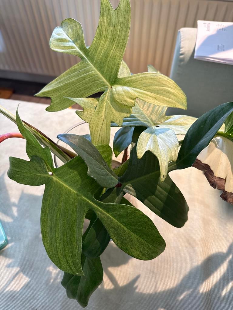 Philodendron Florida Ghost stekken, Huis en Inrichting, Kamerplanten, Ophalen, Overige soorten, Halfschaduw, Minder dan 100 cm