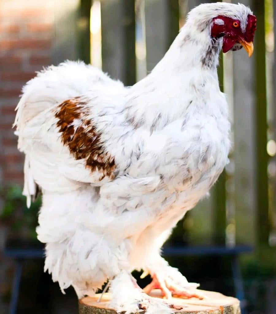 Opgezette brahma haan, Ophalen of Verzenden, Nieuw, Vogel, Opgezet dier