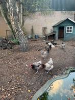 Blue des landes hennen 4 stuks kippen, Dieren en Toebehoren, Pluimvee, Vrouwelijk, Kip