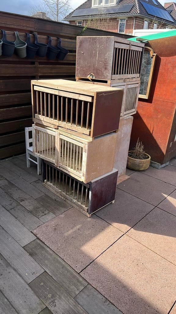 Broedhok duiven, Dieren en Toebehoren, Vogels | Duiven, Meerdere dieren