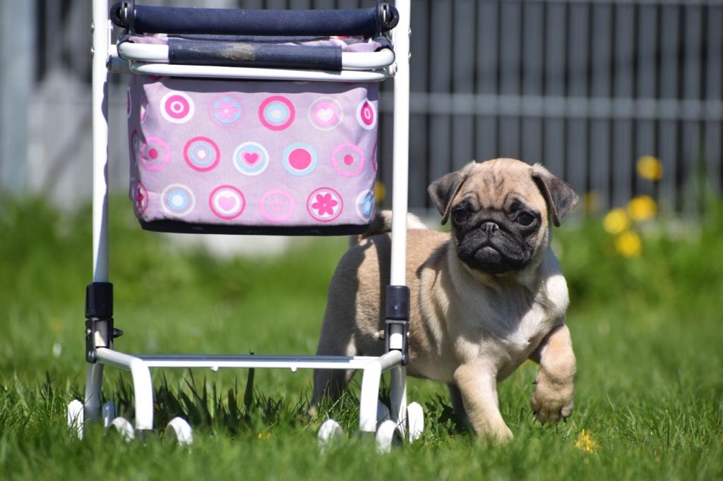 Mopshond pups, Dieren en Toebehoren, 15 weken tot 1 jaar, Buitenland, Parvo, Bulldog