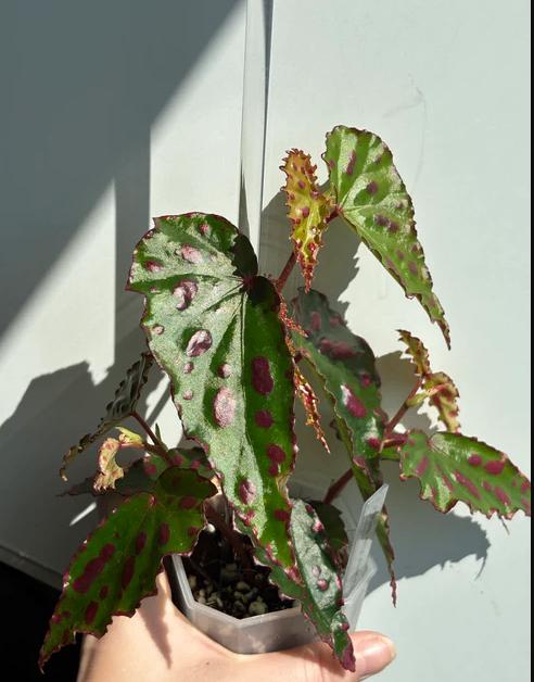 Begonia Pink Dottie #1, Ophalen of Verzenden, Halfschaduw, Minder dan 100 cm
