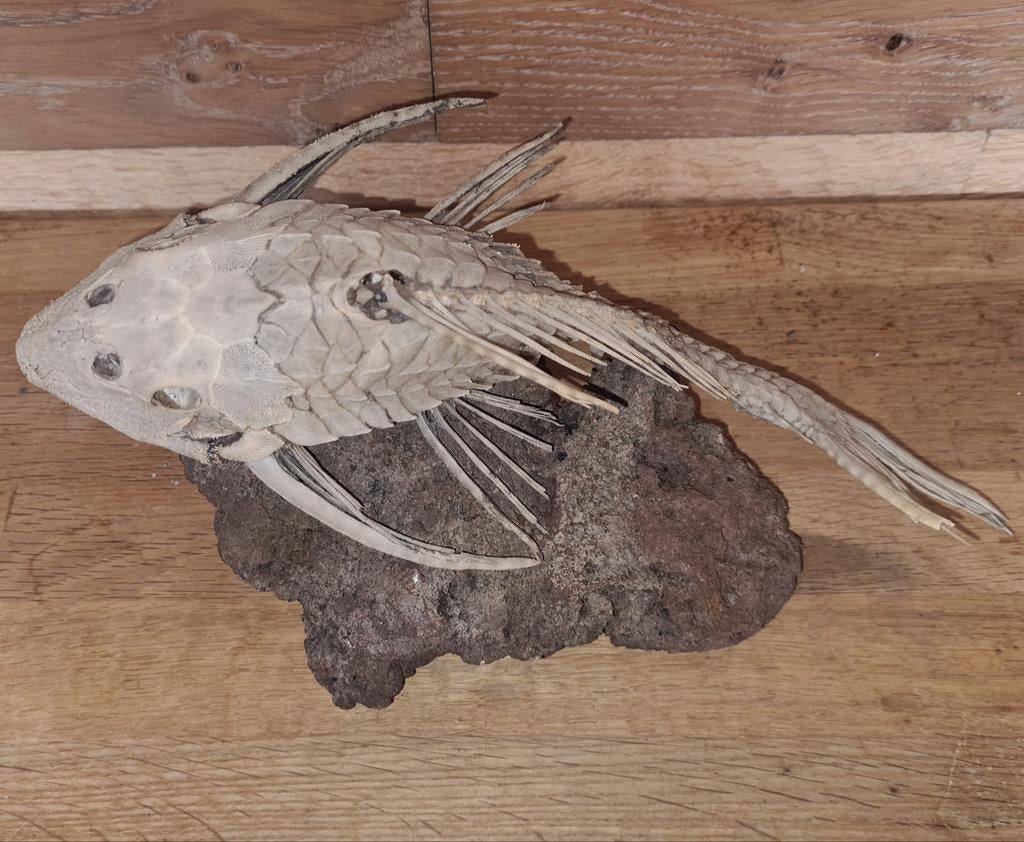 Zeilvin pleco - taxidermie, Ophalen